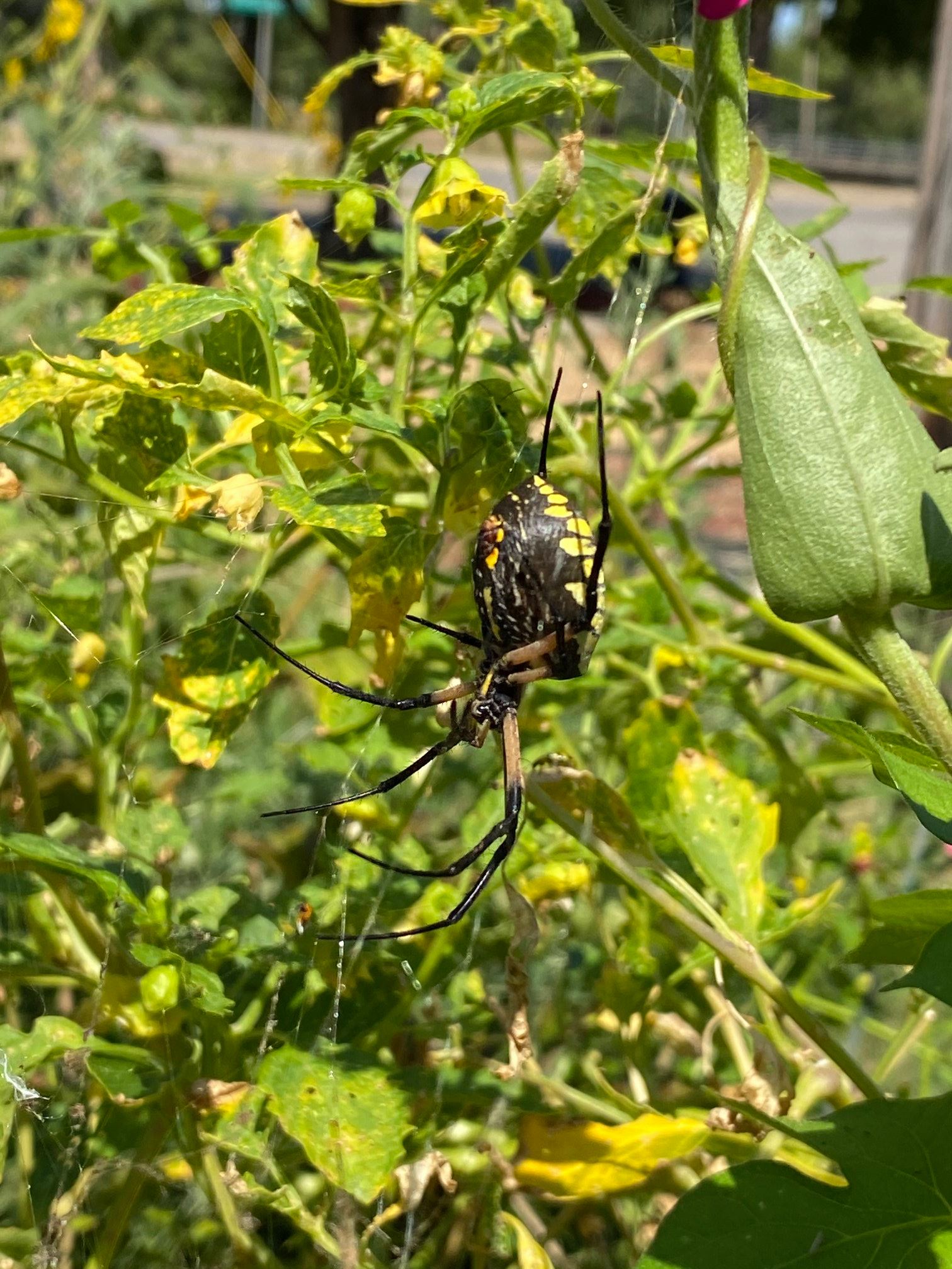 Zipper spider in the garden