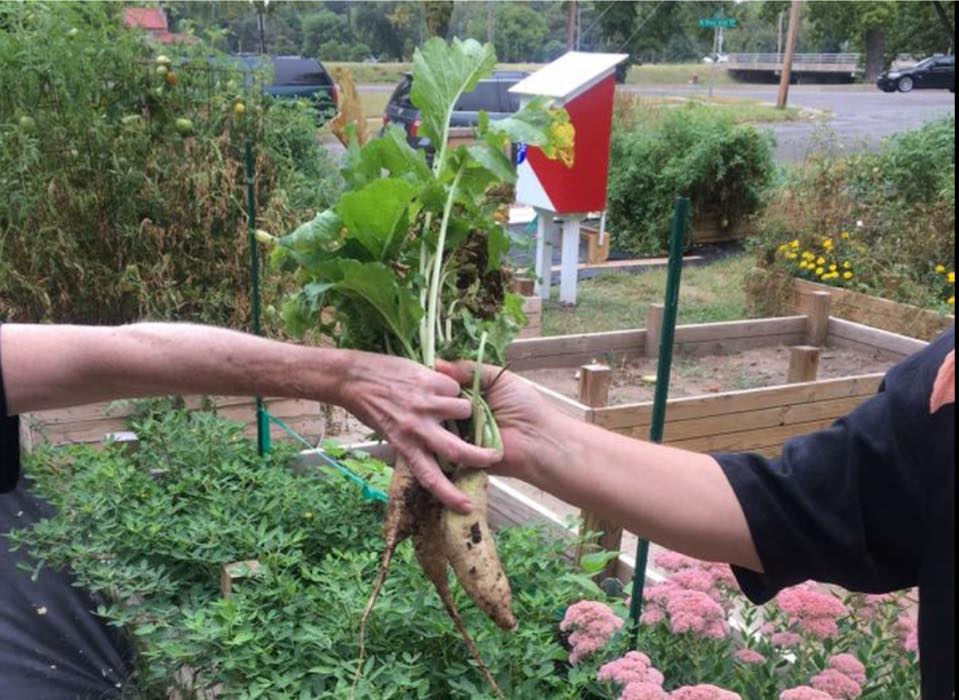 Gardeners hands Sharing carrots