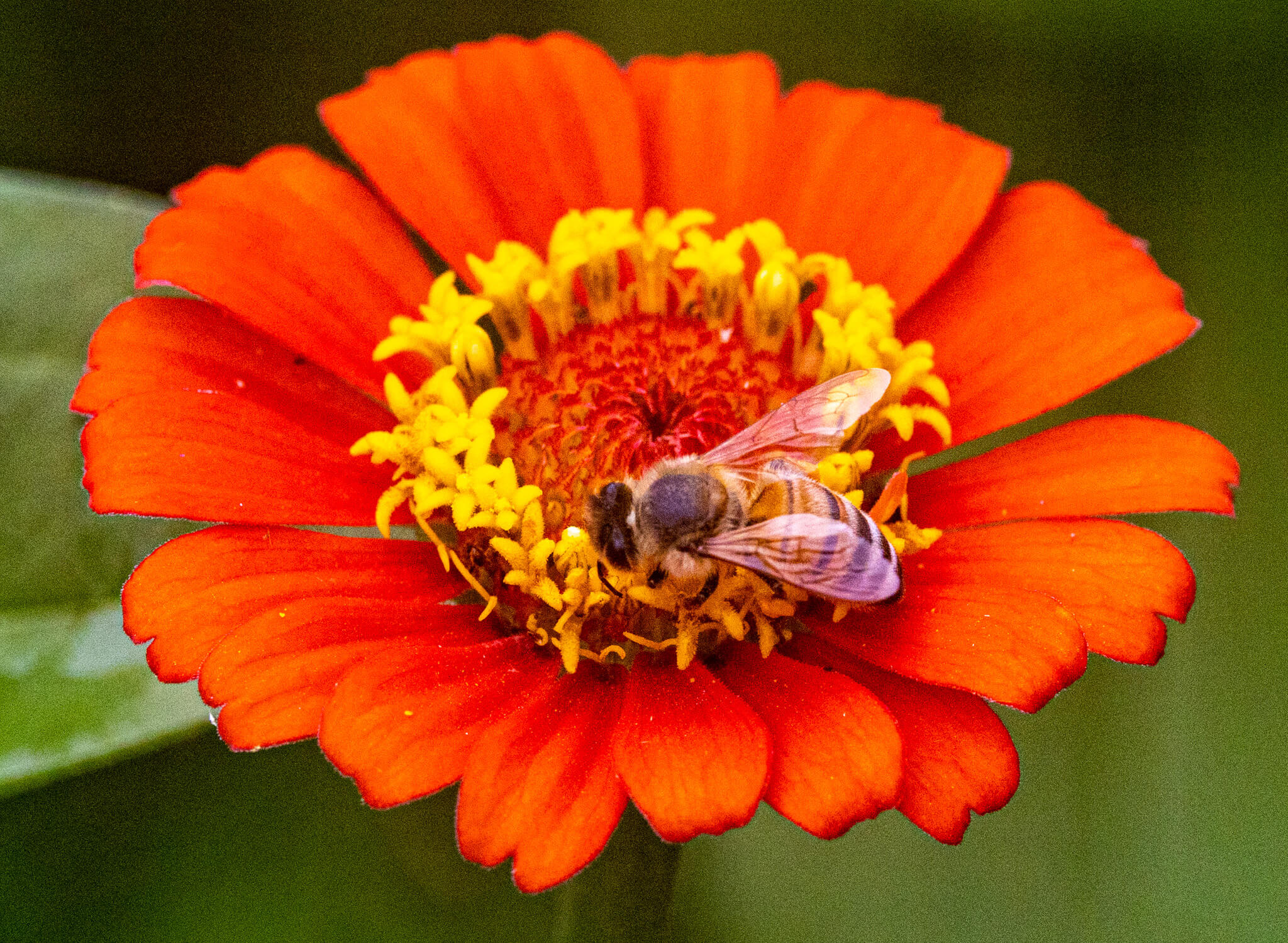 Pollinator project riverside garden