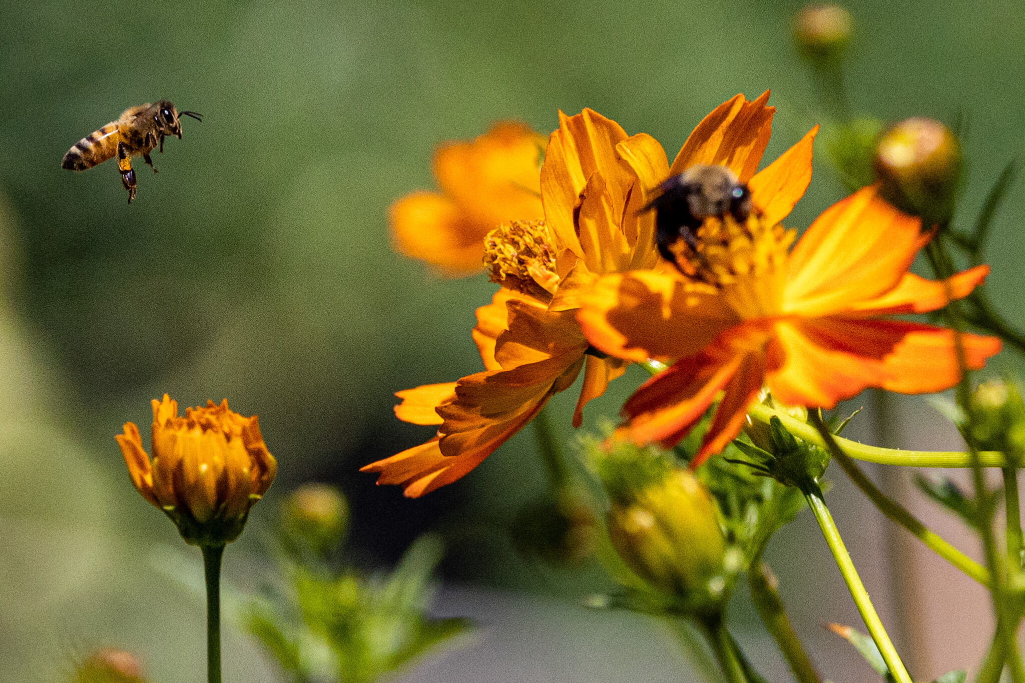 Google Planting Calendar For Flowers