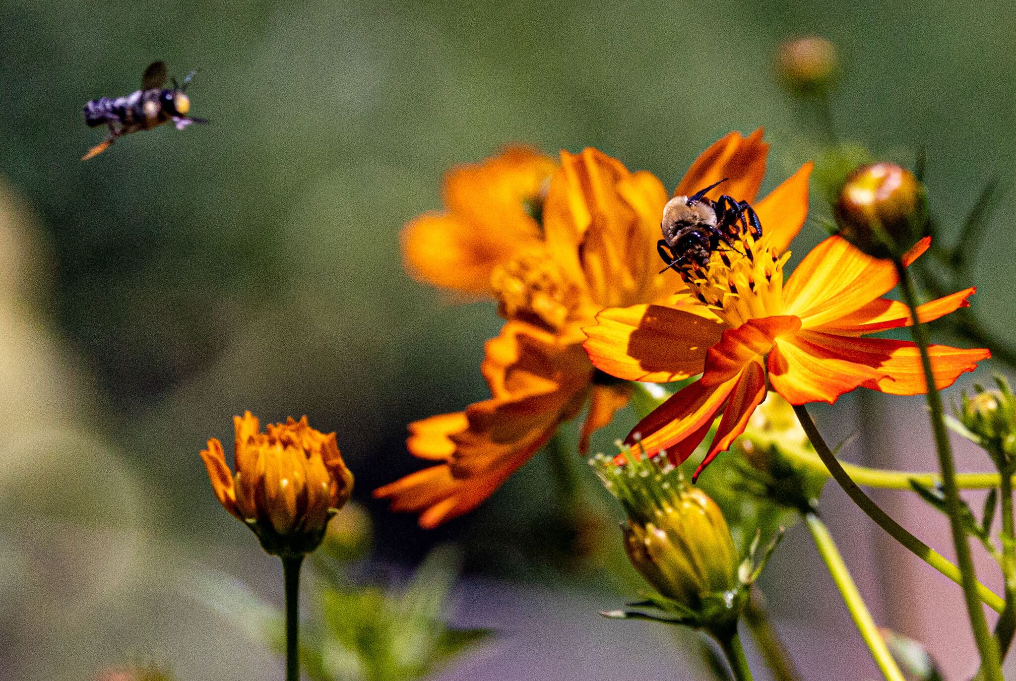 Pollinator project riverside garden